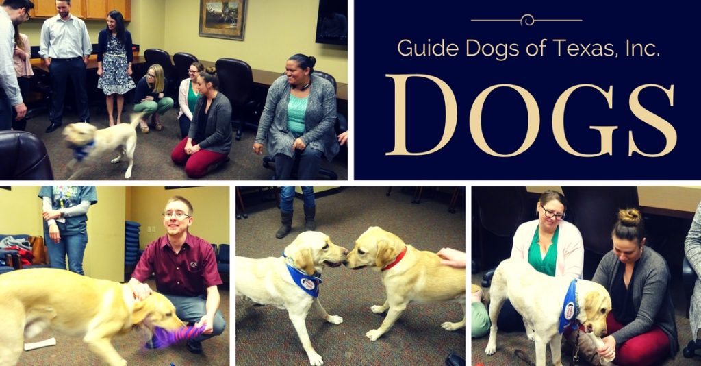 People interacting with guide dogs.